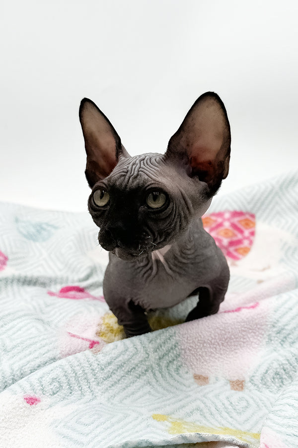 Depp | Bambino Sphynx Kitten