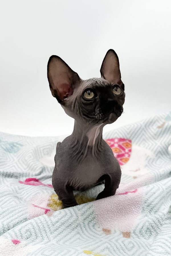 Depp | Bambino Sphynx Kitten