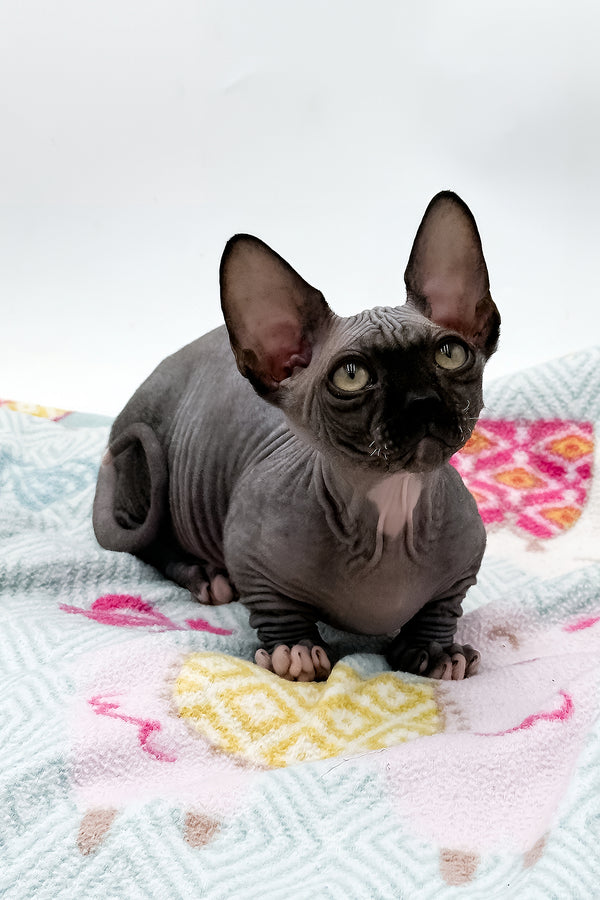 Depp | Bambino Sphynx Kitten