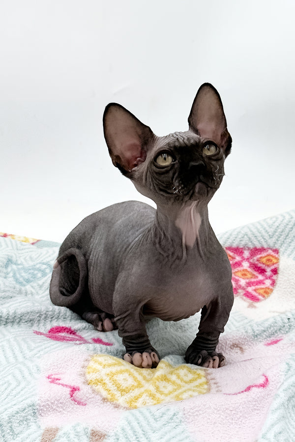 Depp | Bambino Sphynx Kitten