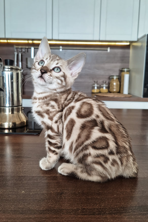 Dexter | Bengal Kitten
