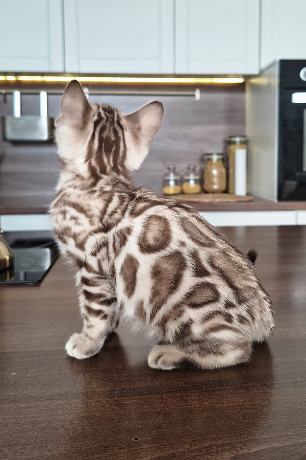 Dexter | Bengal Kitten