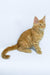 Dexter | Maine Coon Kitten