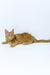 Dexter | Maine Coon Kitten
