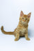 Dexter | Maine Coon Kitten