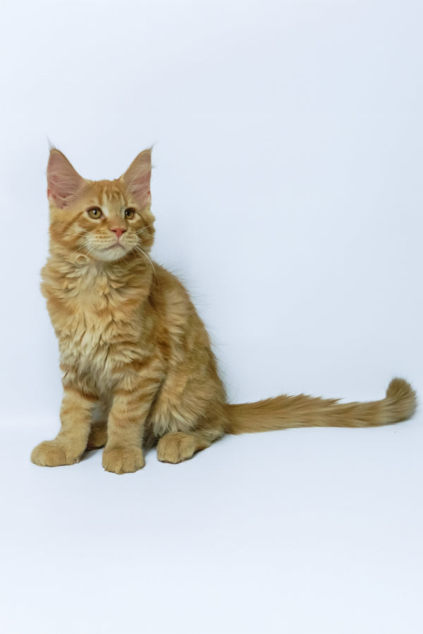 Dexter | Maine Coon Kitten