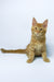 Dexter | Maine Coon Kitten