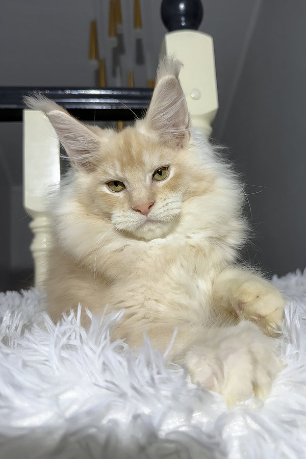 Diamond | Maine Coon Kitten