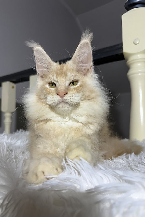 Diamond | Maine Coon Kitten
