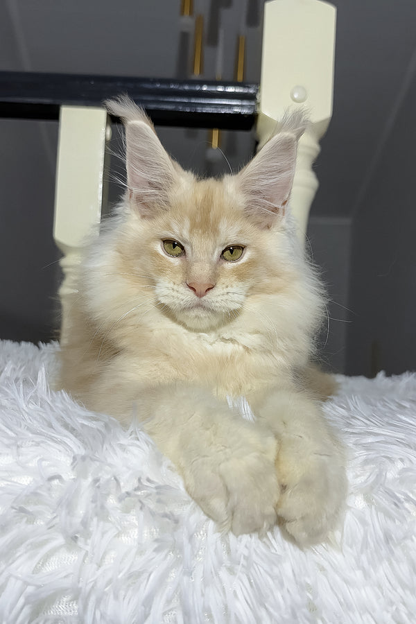 Diamond | Maine Coon Kitten