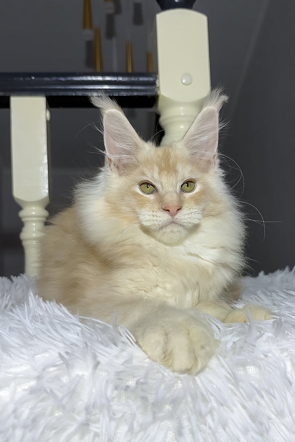 Diamond | Maine Coon Kitten