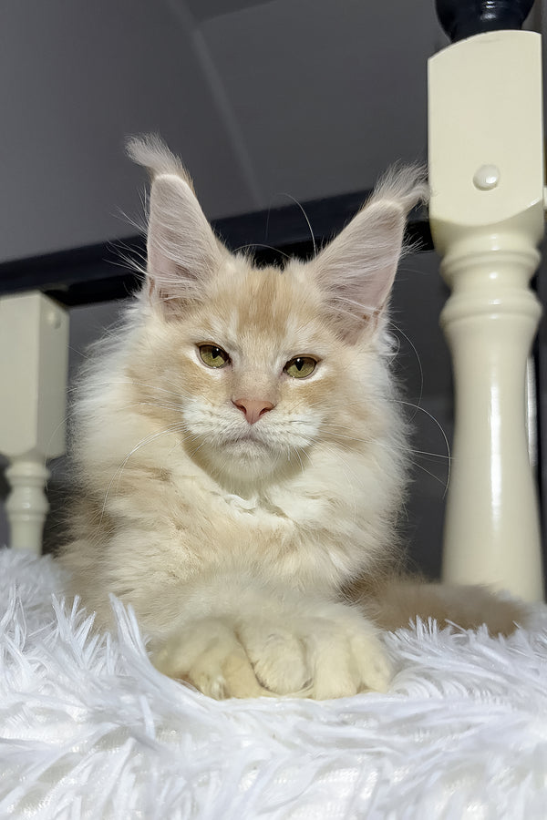 Diamond | Maine Coon Kitten