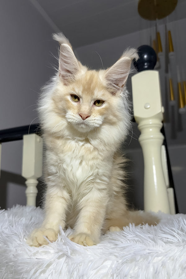 Diamond | Maine Coon Kitten