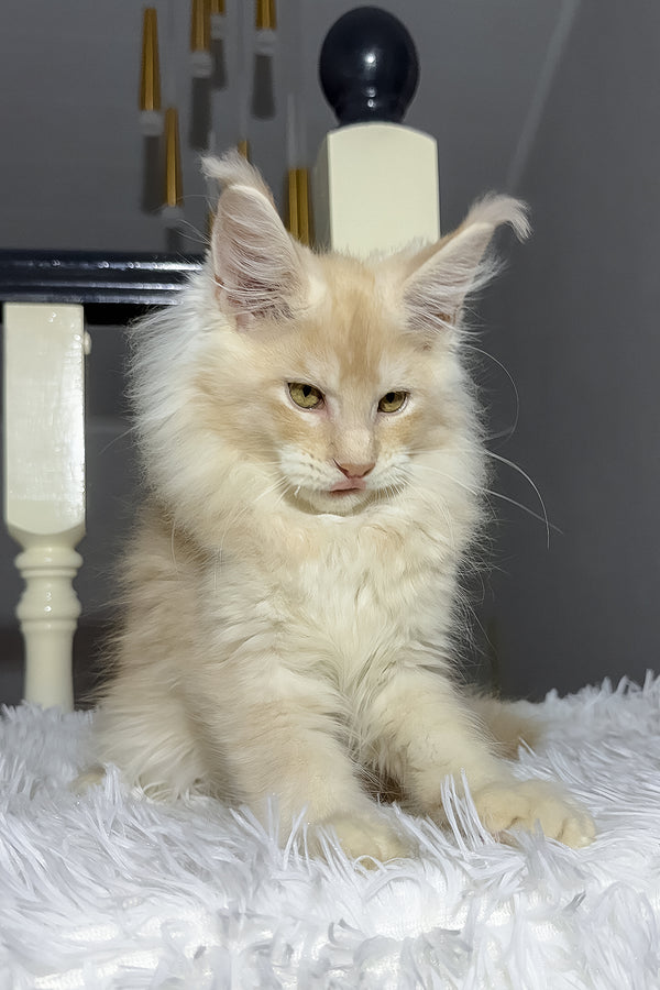Diamond | Maine Coon Kitten