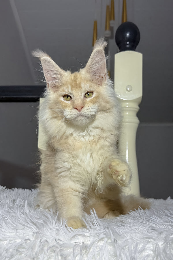 Diamond | Maine Coon Kitten