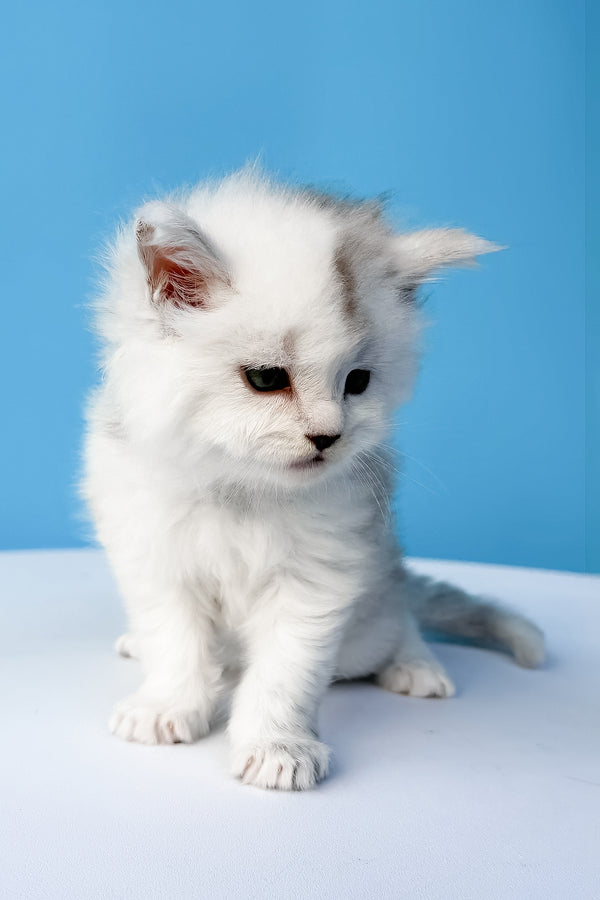 Diamir | Maine Coon Kitten