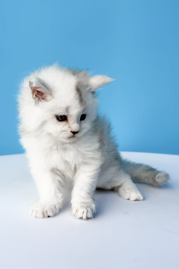 Diamir | Maine Coon Kitten