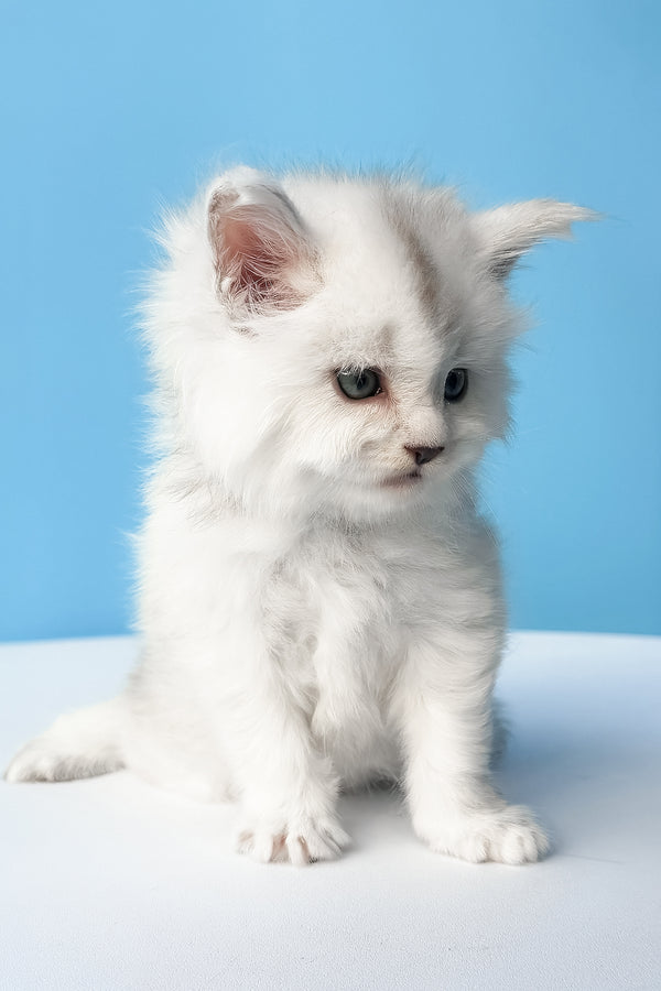 Diamir | Maine Coon Kitten
