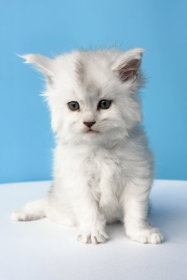 Diamir | Maine Coon Kitten