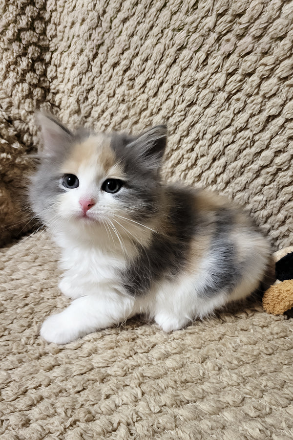 Diana | Siberian Kitten