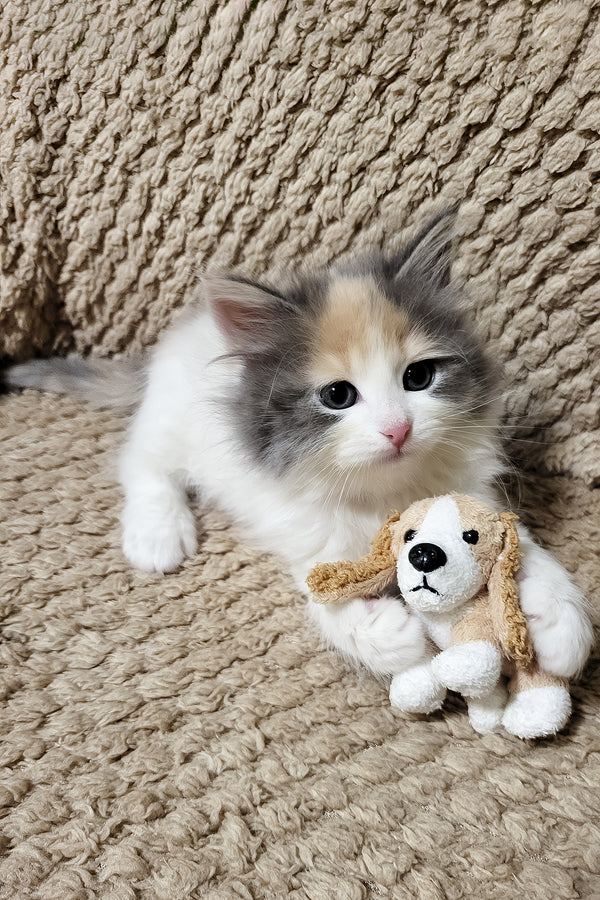 Diana | Siberian Kitten