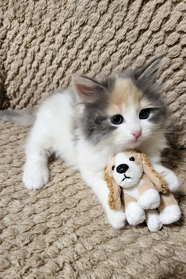 Diana | Siberian Kitten