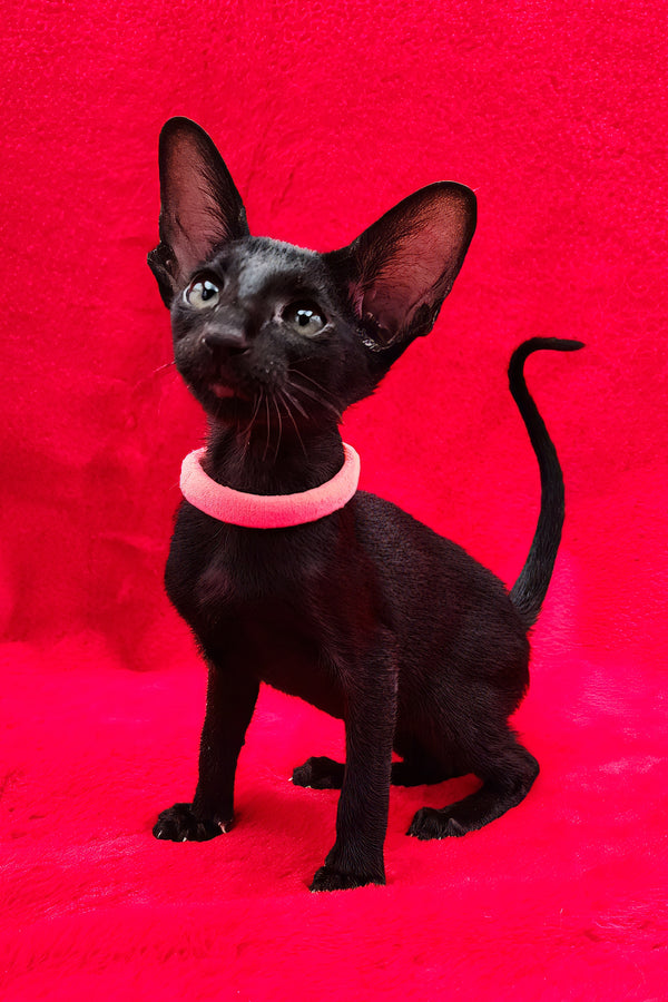 Diana | Oriental Shorthair Kitten