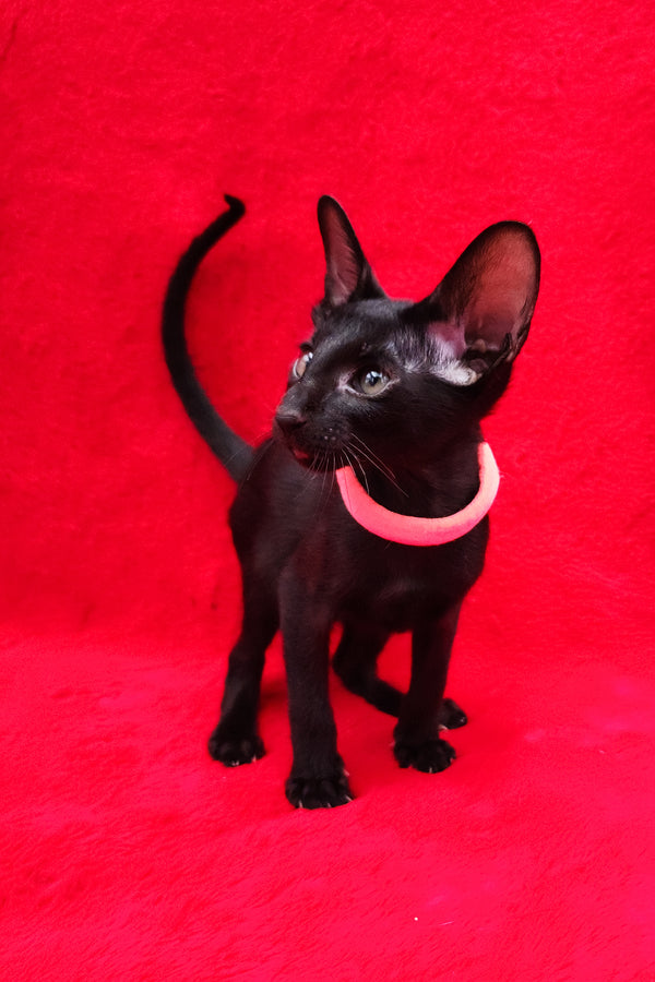 Diana | Oriental Shorthair Kitten