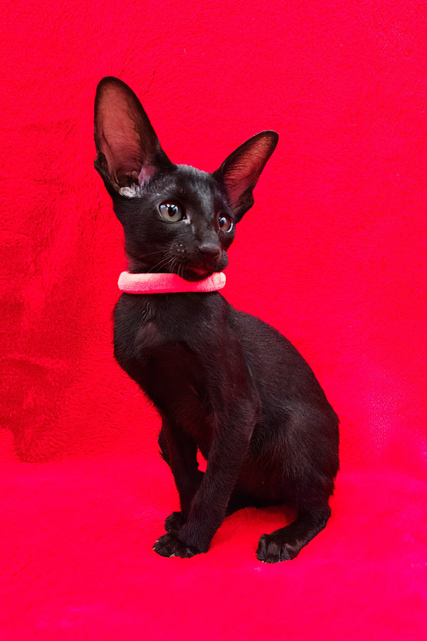 Diana | Oriental Shorthair Kitten