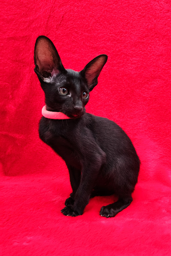 Diana | Oriental Shorthair Kitten
