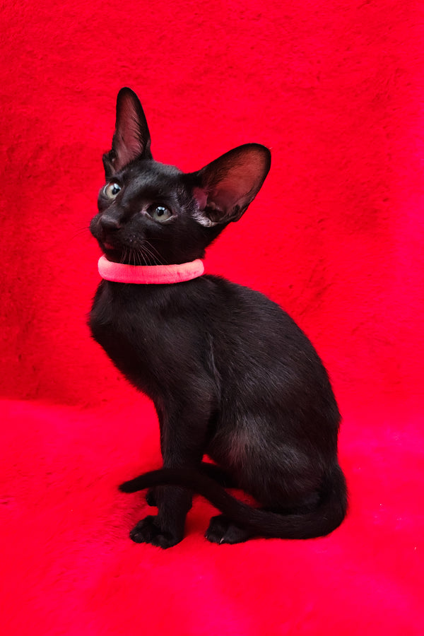 Diana | Oriental Shorthair Kitten