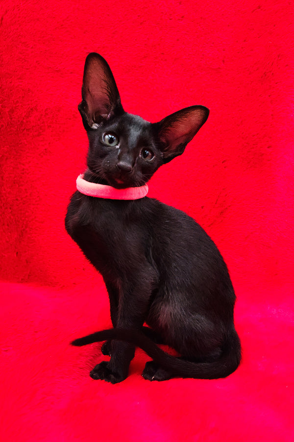 Diana | Oriental Shorthair Kitten