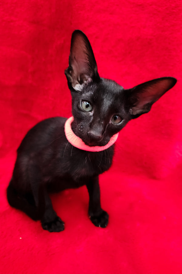 Diana | Oriental Shorthair Kitten