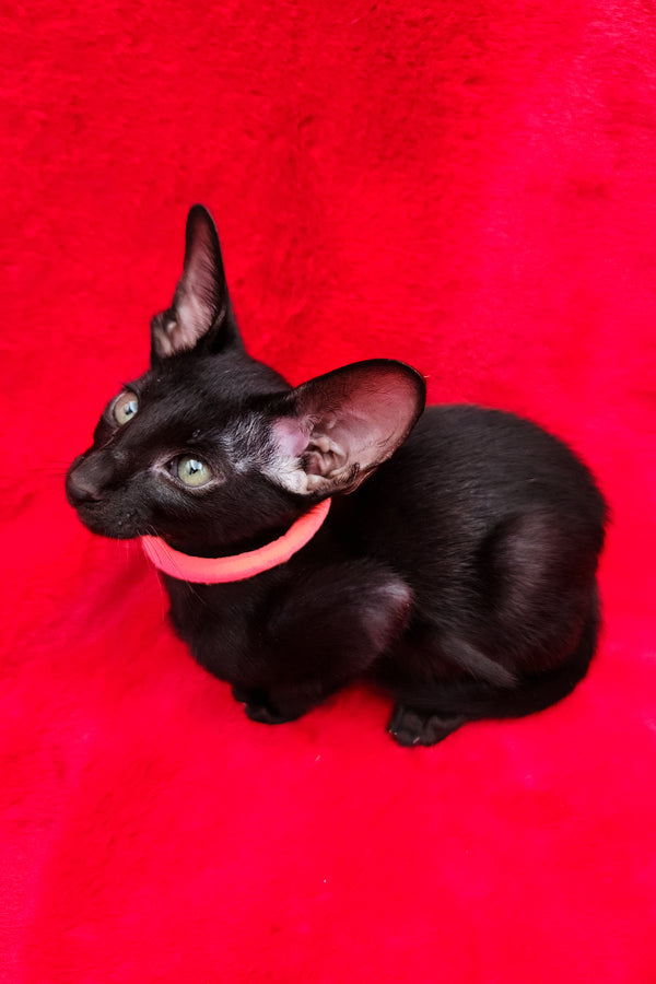 Diana | Oriental Shorthair Kitten