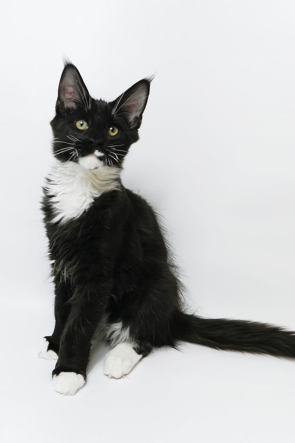 Diego | Maine Coon Kitten