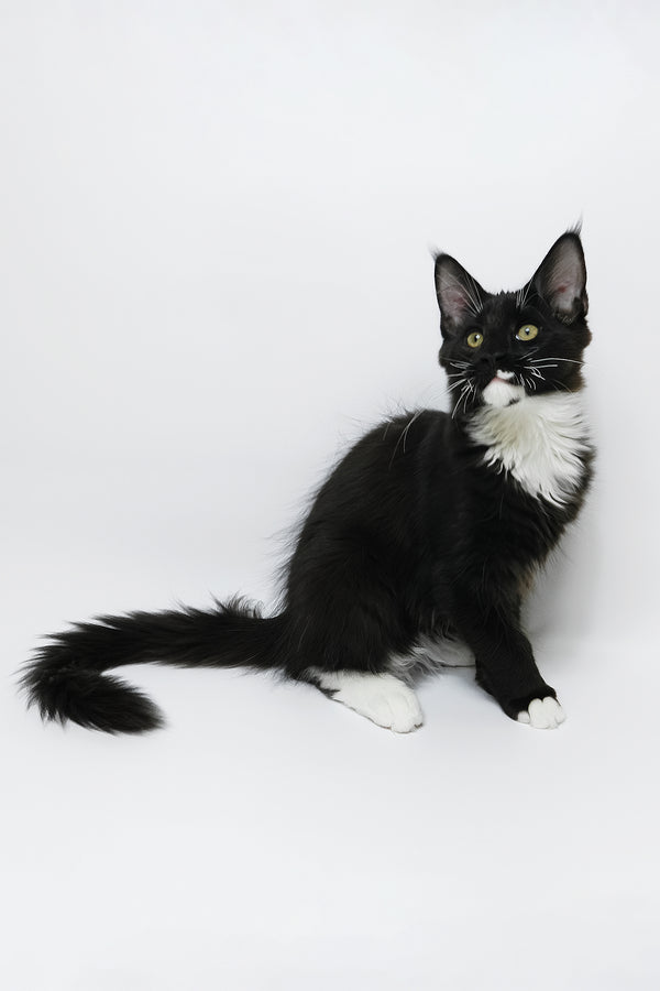 Diego | Maine Coon Kitten