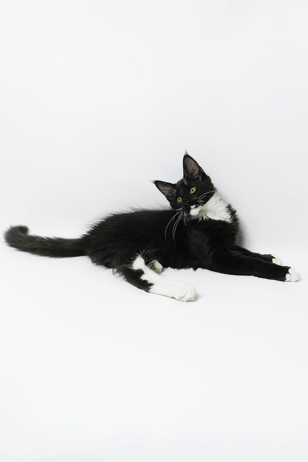 Diego | Maine Coon Kitten