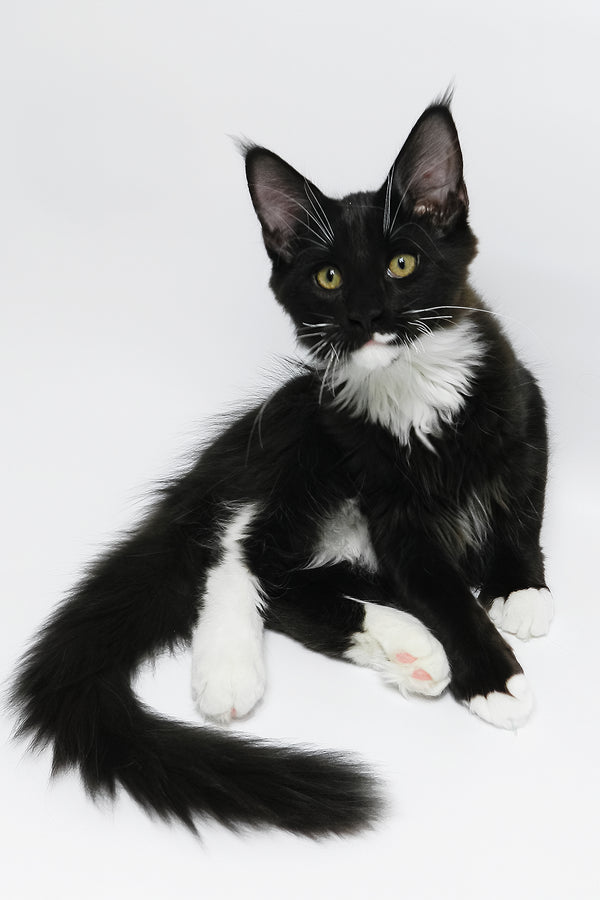 Diego | Maine Coon Kitten