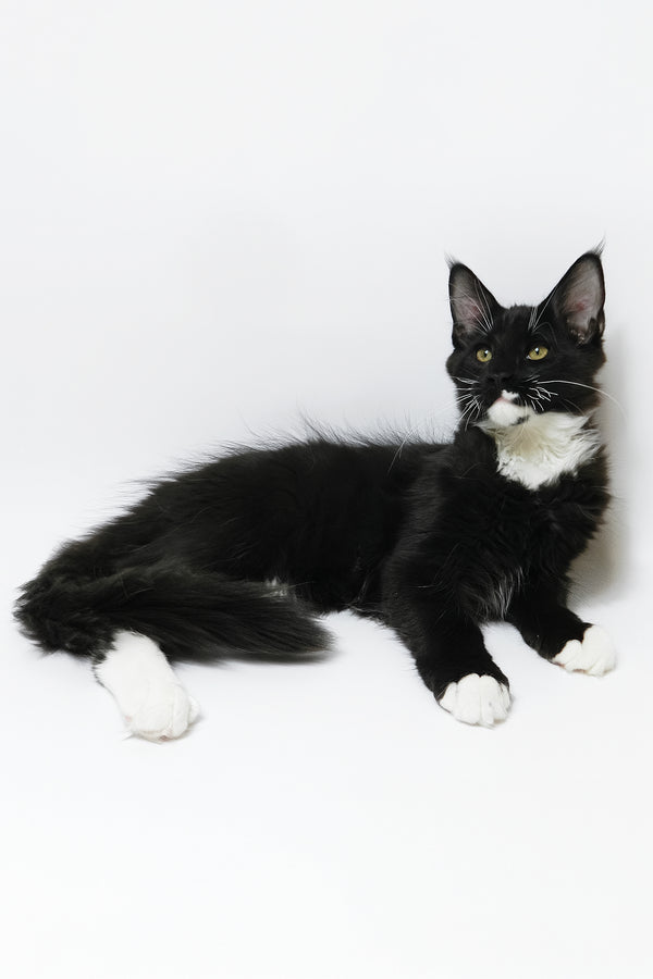 Diego | Maine Coon Kitten