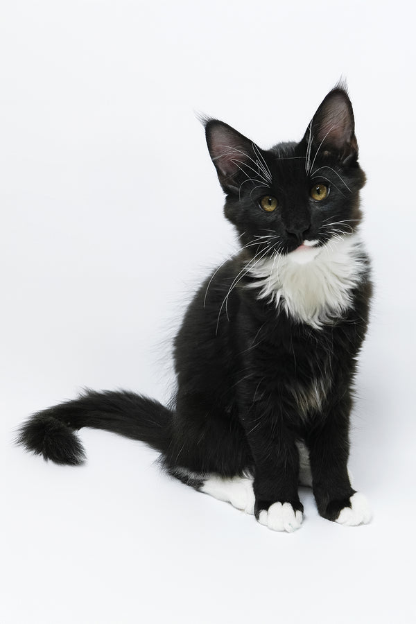 Diego | Maine Coon Kitten