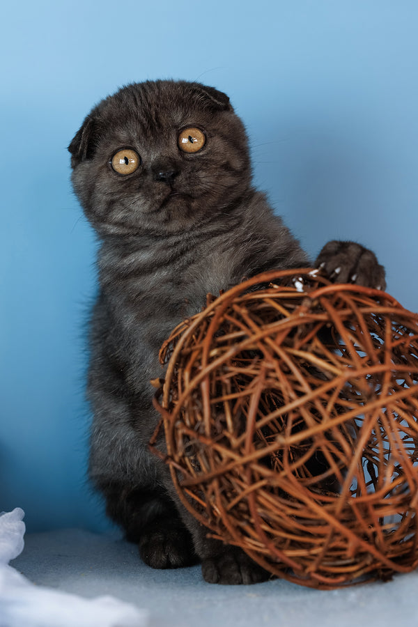 Diesel | Scottish Fold Kitten