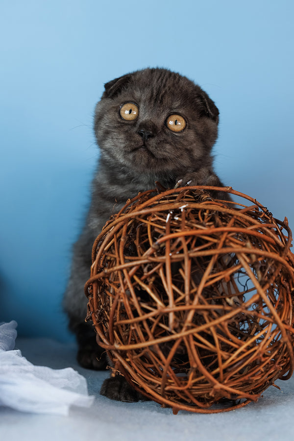 Diesel | Scottish Fold Kitten