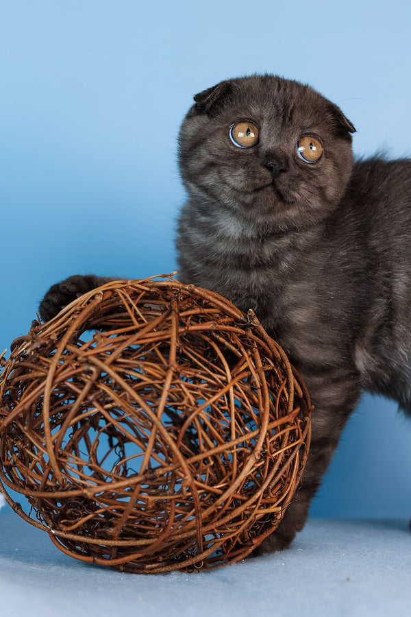 Diesel | Scottish Fold Kitten