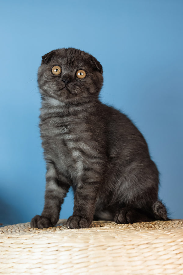 Diesel | Scottish Fold Kitten
