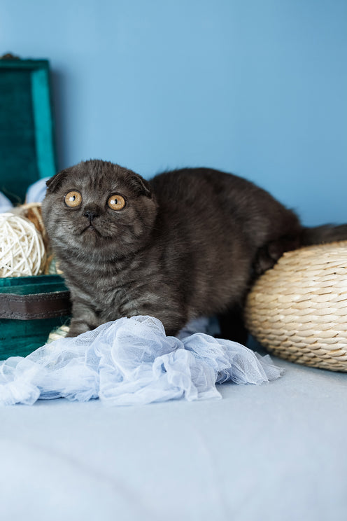 Diesel | Scottish Fold Kitten