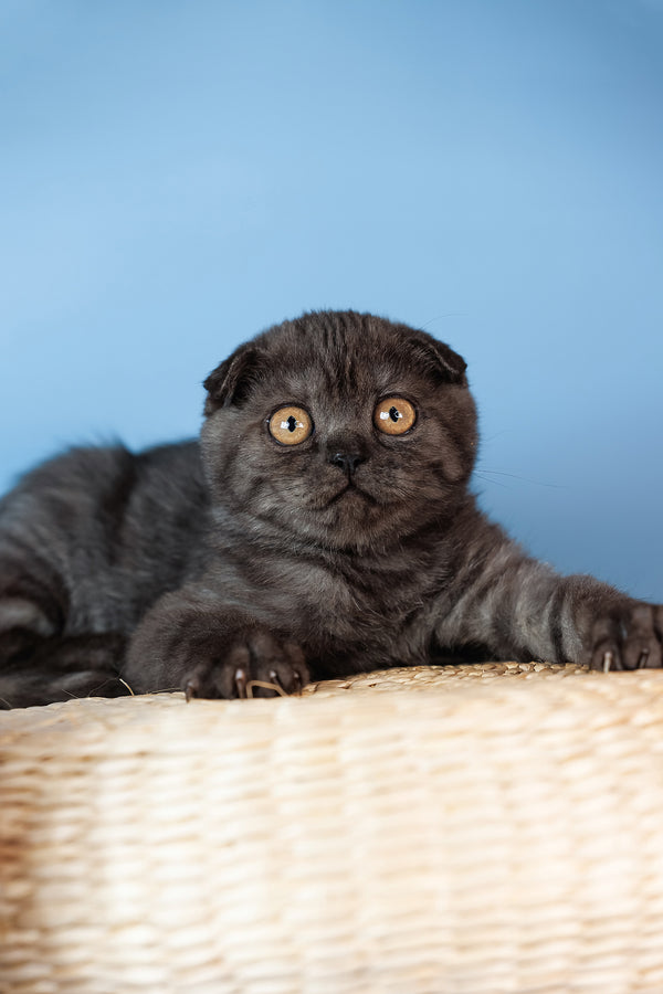 Diesel | Scottish Fold Kitten