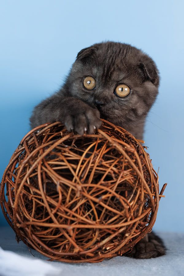 Diesel | Scottish Fold Kitten