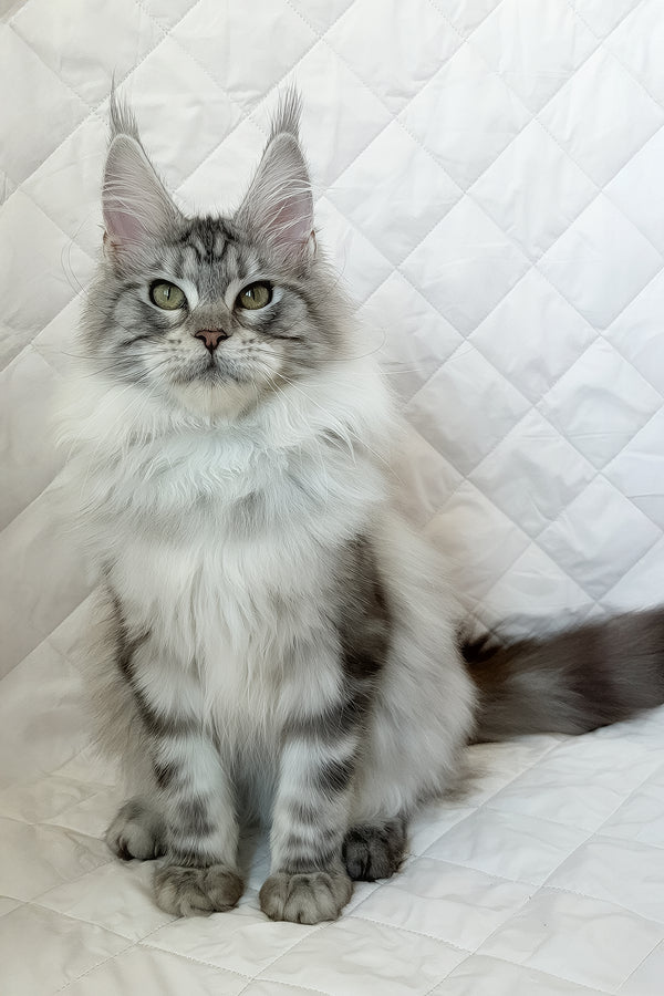Dilayla | Maine Coon Kitten