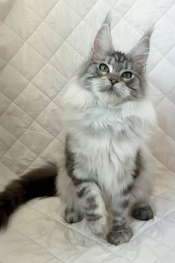 Dilayla | Maine Coon Kitten