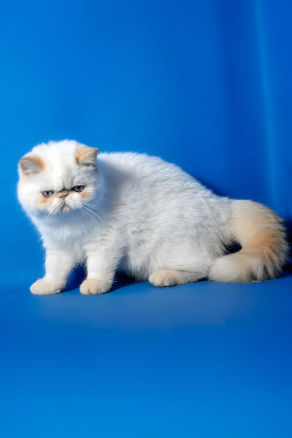 Dimon | Exotic Shorthair Kitten